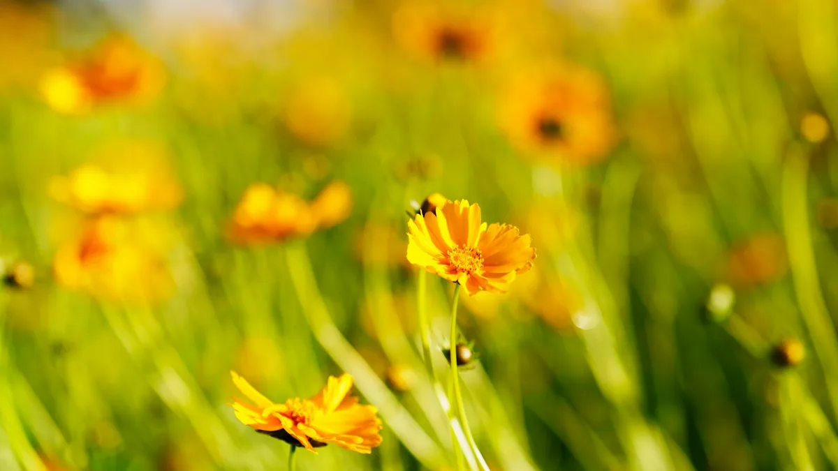 Florida Pollen Season and Your Home's Exterior: A Cleaning Guide